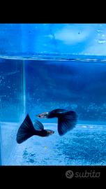 Guppy show (selezione )