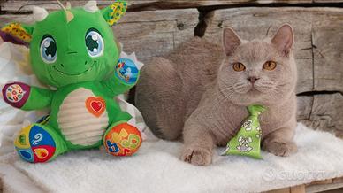 British Shorthair lilac