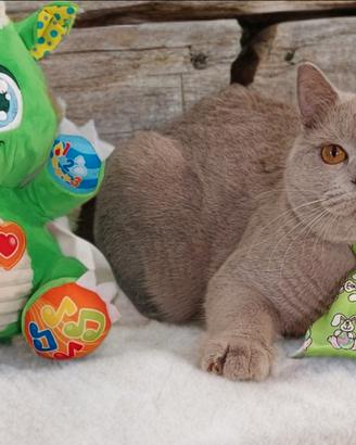 British Shorthair lilac