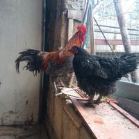 Gallo o coppia marans