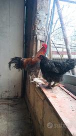 Gallo o coppia marans