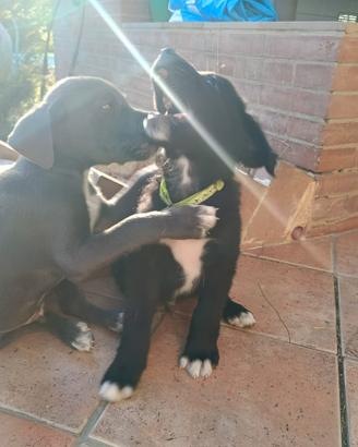 5 cuccioli di cane aspettano una famiglia