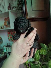 Barboncino maschio nero toy