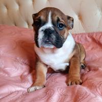 Bulldog inglese esotico