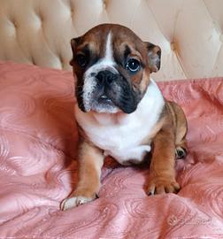 Bulldog inglese esotico