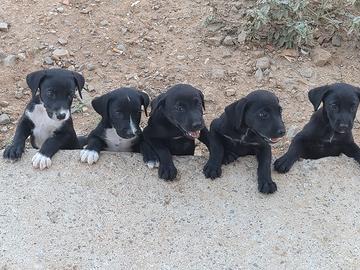 Cuccioli mamma Labrador