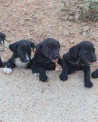 Cuccioli mamma Labrador