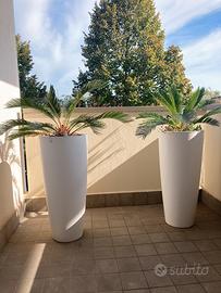 🌴 Palme Cycas in grandi vasi bianchi
