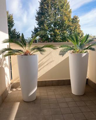 🌴 Palme Cycas in grandi vasi bianchi