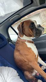 Boxer