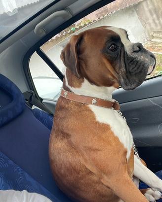 Boxer