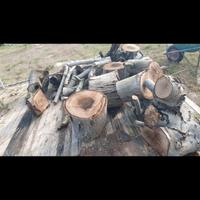 legna di buona qualita