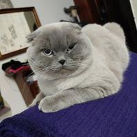 Scottish fold accoppiamento