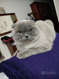 Scottish fold accoppiamento