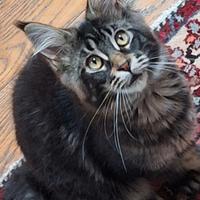 Maine coon cuccioli