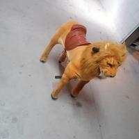 gioco cavalcabile su ruote professionale