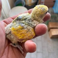 Inseparabili pulli pappagalli