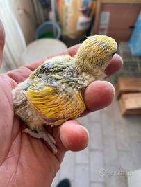 Inseparabili pulli pappagalli