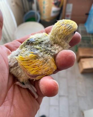 Inseparabili pulli pappagalli
