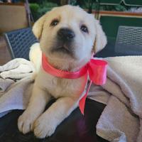 Cuccioli di Labrador