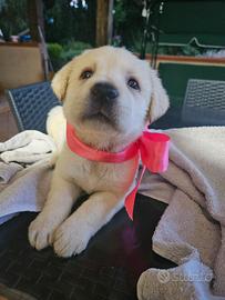 Cuccioli di Labrador