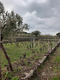 Vigneto e Uliveto