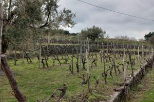 Vigneto e Uliveto