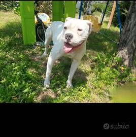 American bulldog
