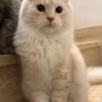 Gattino siberiaano 5 mesi pefigree