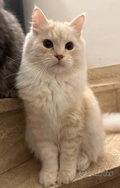 Gattino siberiaano 5 mesi pefigree