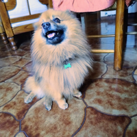 Spritz tedesco maschio disponile x accoppiamento