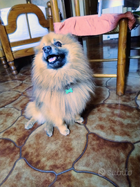 Spritz tedesco maschio disponile x accoppiamento