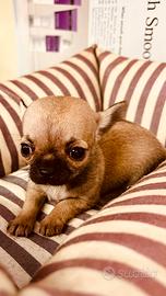 Allevamento e negozio ( chihuahua)