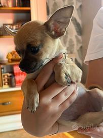 Chihuahua femmina con pedigree