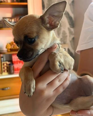 Chihuahua femmina con pedigree