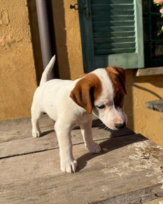 Jack Russell Terrier pelo liscio cucciolo maschio