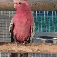 Cacatua roseicapilla maschio