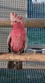 Cacatua roseicapilla maschio