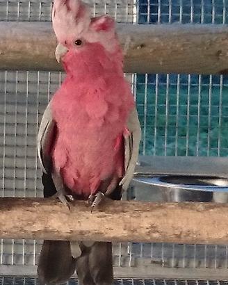 Cacatua roseicapilla maschio