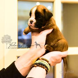 Cuccioli Boxer