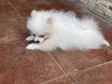 Cucciola spitz pomerania con pedigree