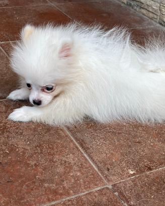 Cucciola spitz pomerania con pedigree