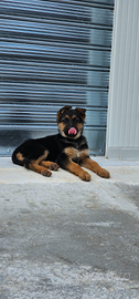 Cucciola pastore tedesco
