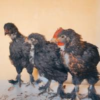 Pulcinotti Marans