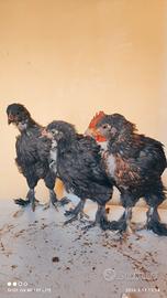 Pulcinotti Marans