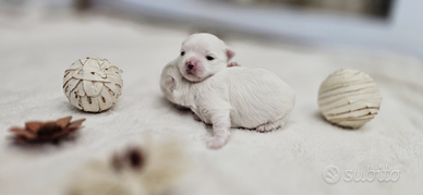 Maltese micro linea corea