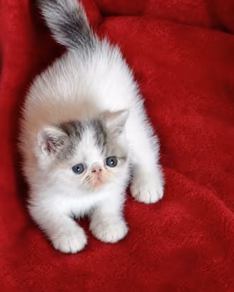 Cuccioli di razza exotic shorthai