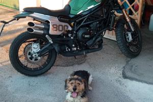 Benelli Trail 800 