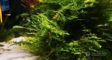 Neocaridine Sakura