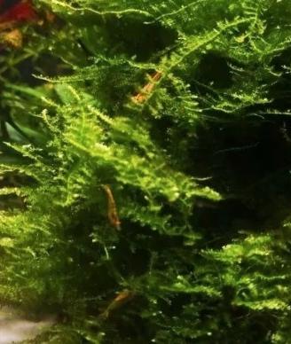 Neocaridine Sakura